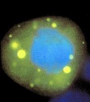 paragraph image